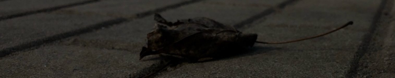 Жизнь как она есть